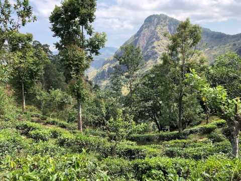 Tea plantations on the way down from Little Adam’s Peak